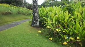 ATKporn During your Hawaiian vacation you fuck Brittany in the car