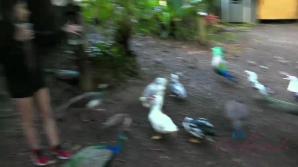 ATKporn Fucking Zaya in the ass in Hawaii is like a dream come true