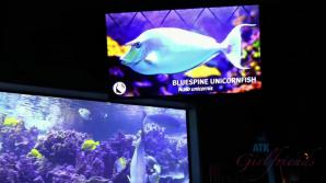 ATK You take Sadie to the Aquarium and get her off in the car.