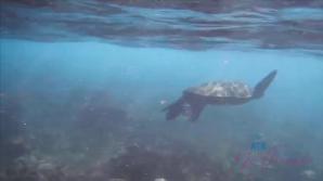 ATK Mi Ha swims with the turtles, and sucks your cock in public.