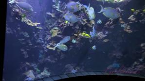 ATK You take Kyler to the aquarium and she sucks your cock in the car.