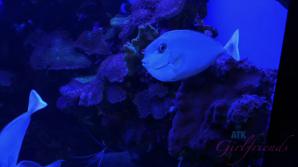 atkgirlfriends.com Kate loves the aquarium and your touch.