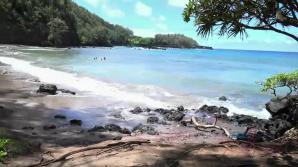 You take Kate out and explore the tropical island. xxx video