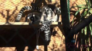You take Paris to the zoo!