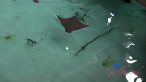 ATKporn Summer Renee Norcal Part 9