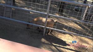 atkgirlfriends.com Dez Hansen Farm Date Part 1